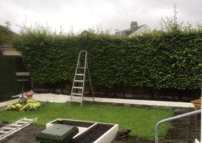 Before - Hedge Trimming in Bare