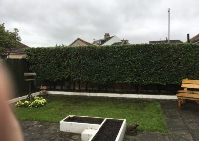 After - Hedge Trimming in Bare