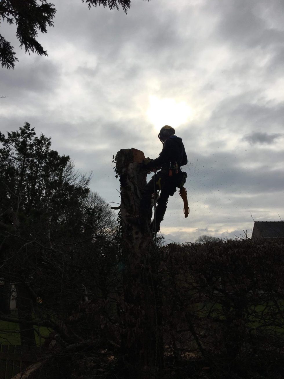 Complete Tree Removal Sowerby Tree Care & Landscapes