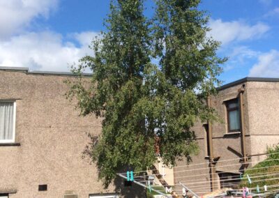 Before - Tree Removal Morecambe