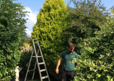 Before - Removal of Conifer in Lancaster